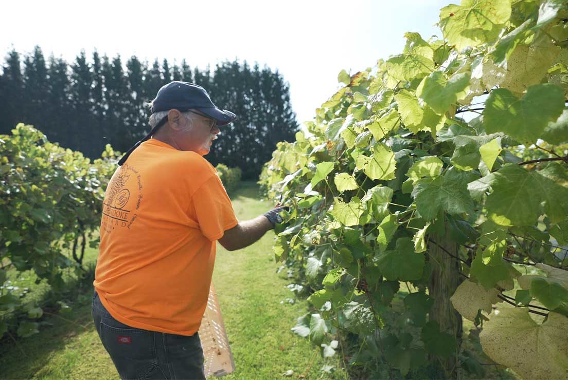 A farmer picking grapes