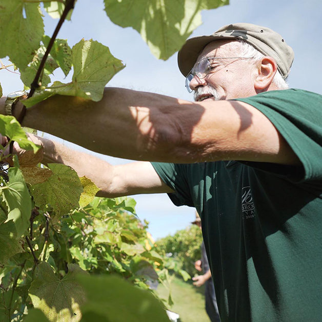 An elderly picking grapes in a vineyard