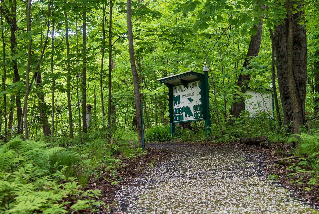 A hiking trail at the Adirondacks