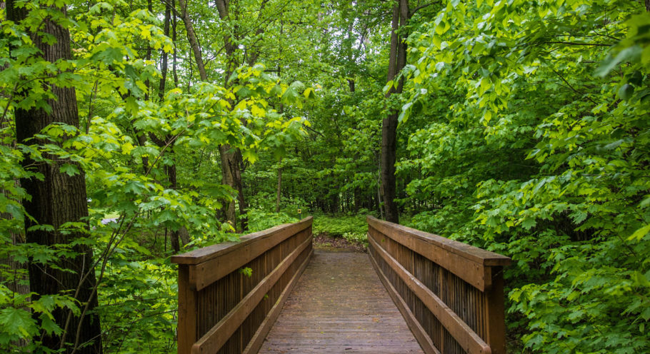 Nature Center - Nature June 2017 Nature at the STL Nature Center. Eugene Nicandri Nature Center
